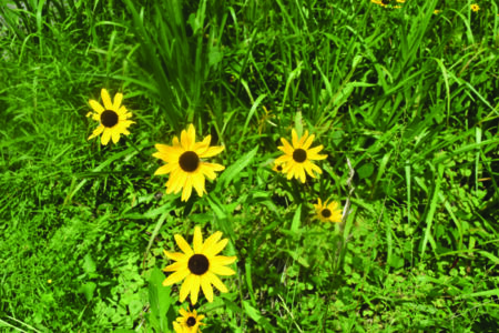 Black eyed susans with yellow petals and black centers growing among grasses.